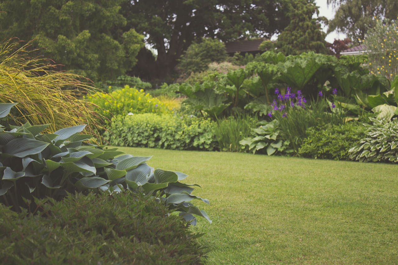 Assorted Plants With Trees Photography